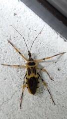 Zelus armillatus