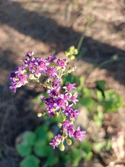 Pericallis papyracea image