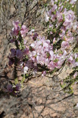Aspalathus costulata