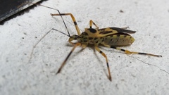 Zelus armillatus