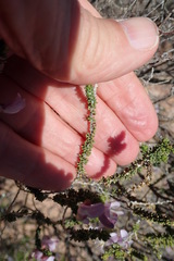 Aspalathus costulata