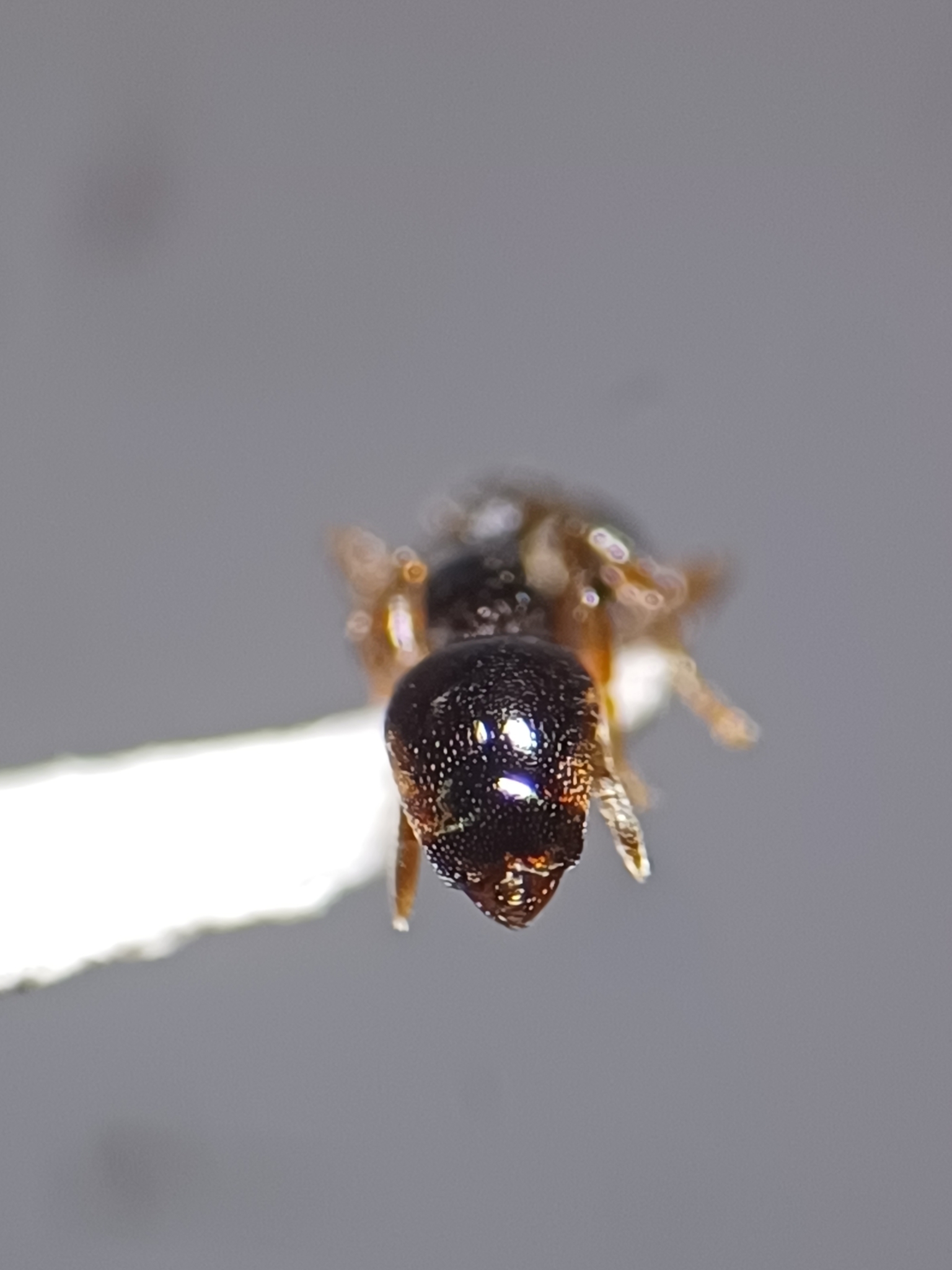 Strumigenys appretiata