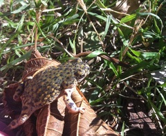 Anaxyrus debilis
