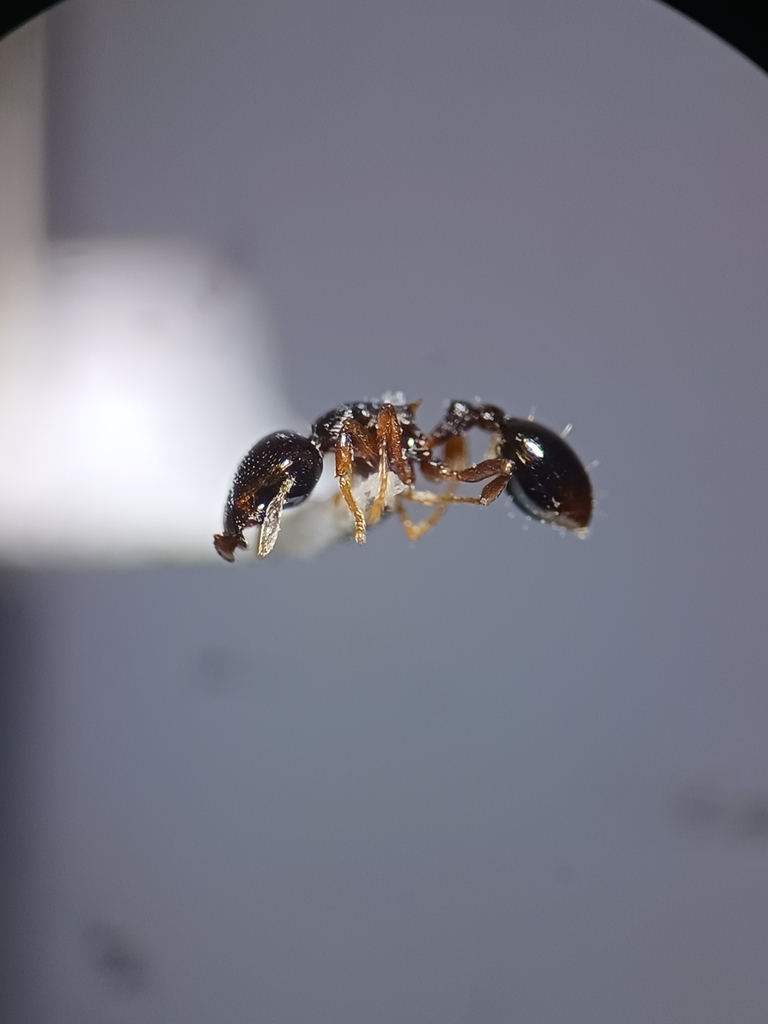 Strumigenys appretiata