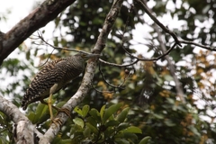 Forest Bittern photo 5