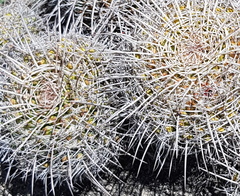 Mammillaria karwinskiana karwinskiana