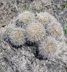 Mammillaria karwinskiana karwinskiana