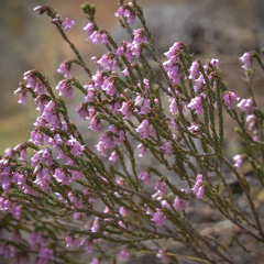 Erica dissimulans