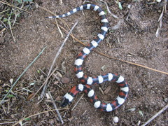 Lampropeltis gentilis
