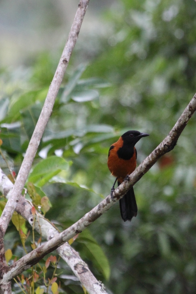Hooded Pitohui