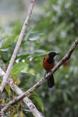 Hooded Pitohui photo 1
