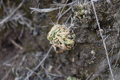 Selaginella lepidophylla