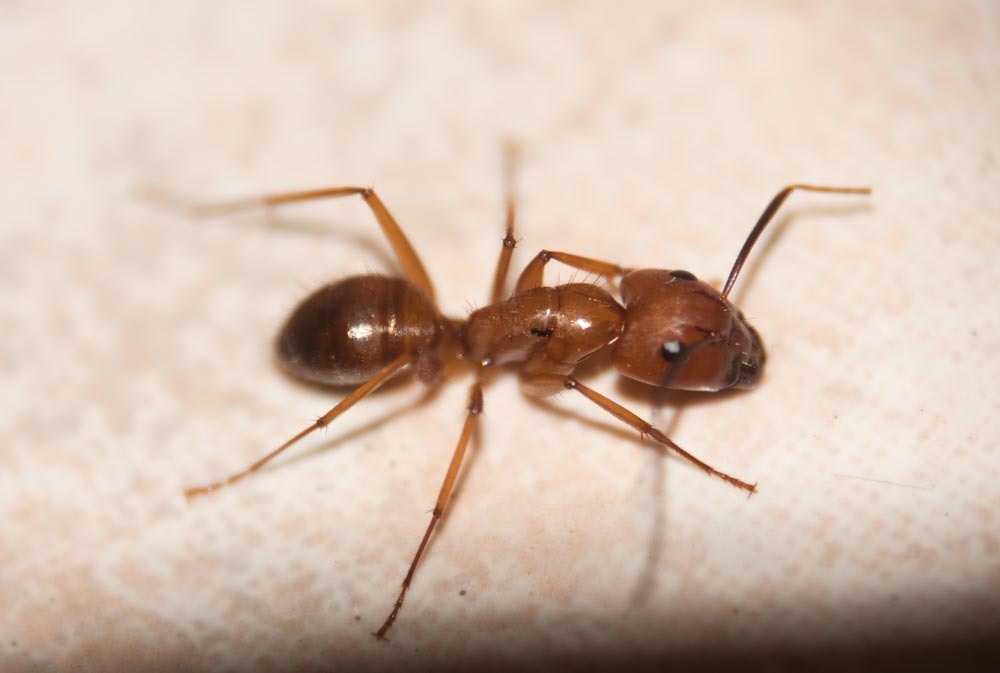 Camponotus conspicuus
