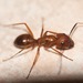 Camponotus conspicuus - Photo (c) Erika Mitchell, osa oikeuksista pidätetään (CC BY-NC), lähettänyt Erika Mitchell