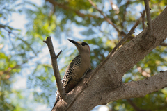 Melanerpes superciliaris