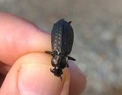 Carabus granulatus interstitialis