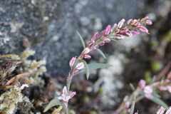 Polygonum spergulariiforme