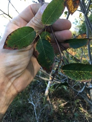 Amelanchier canadensis