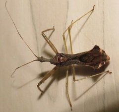 Nagusta