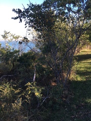 Amelanchier canadensis