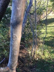 Amelanchier canadensis
