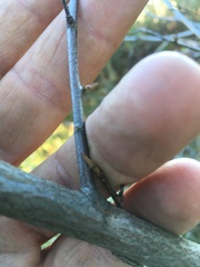 Amelanchier canadensis