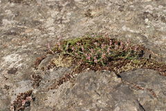 Polygonum spergulariiforme