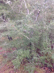Ilex vomitoria image