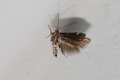 Mompha subbistrigella