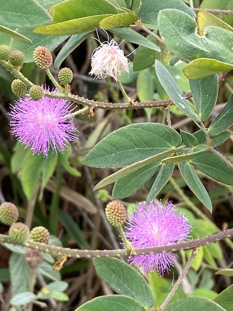Mimosa velloziana