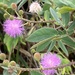 Mimosa velloziana - Photo (c) Geovane Siqueira, some rights reserved (CC BY-NC), uploaded by Geovane Siqueira
