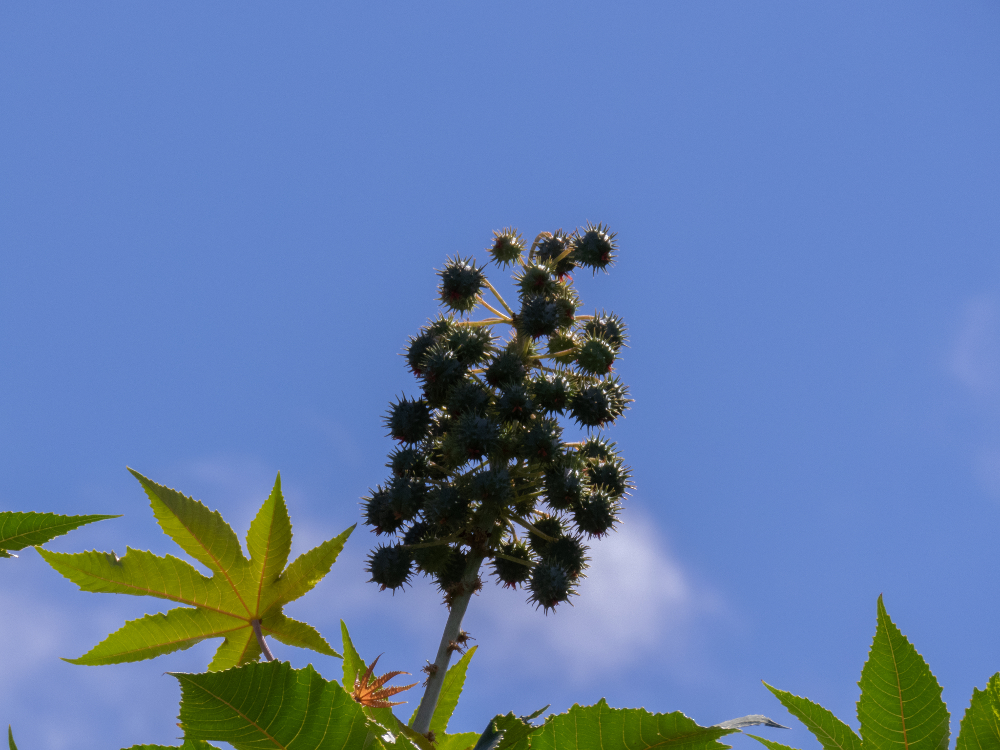 Ricinus communis