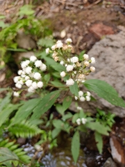 Ageratina riparia image