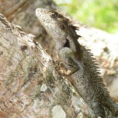Papua Forest Dragon photo 3