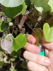 Adiantum reniforme image