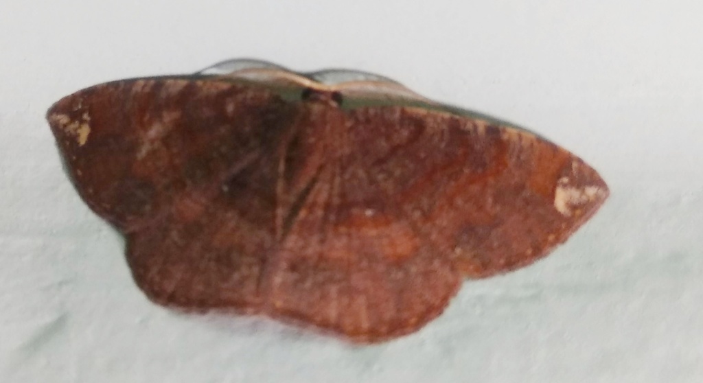 Astygisa albopunctata