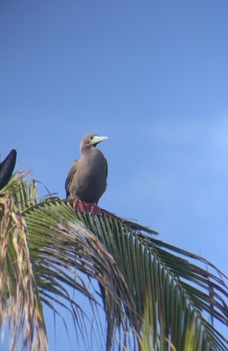 Piquero patirrojo (Sula sula)