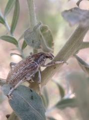 Apleurus albovestitus