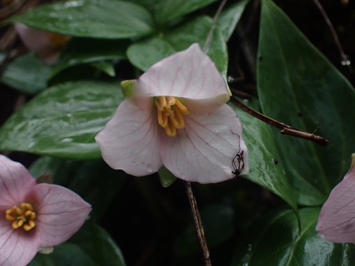 Image of Trillium hibbersonii by no rights reserved