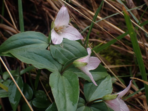 Image of Trillium hibbersonii by no rights reserved