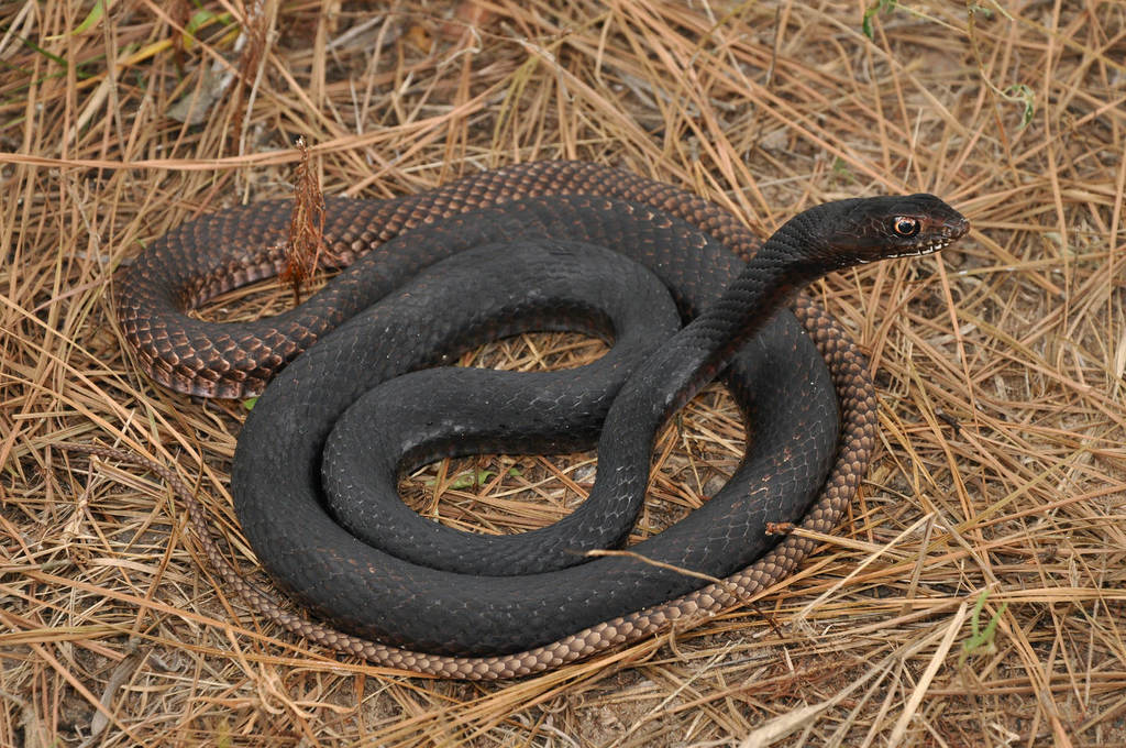 Eastern Coachwhip (Snakes of Louisiana) · iNaturalist