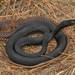 Eastern Coachwhip - Photo (c) johnwilliams, some rights reserved (CC BY-NC)