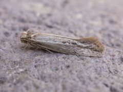 Ypsolopha sp-sw