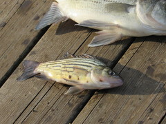 Morone mississippiensis