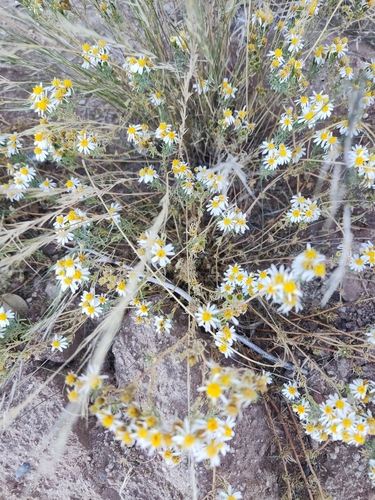 Image of Thymophylla concinna by (c) Tereka Lasso, some rights reserved (CC BY-SA)