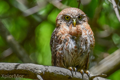 Glaucidium siju