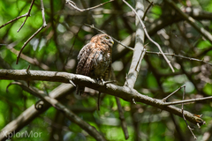 Glaucidium siju
