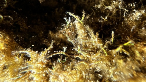 Coelothrix irregularis observed 2023-04-13