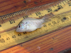 Lepomis humilis