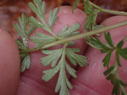 Image of Conioselinum gmelinii by no rights reserved